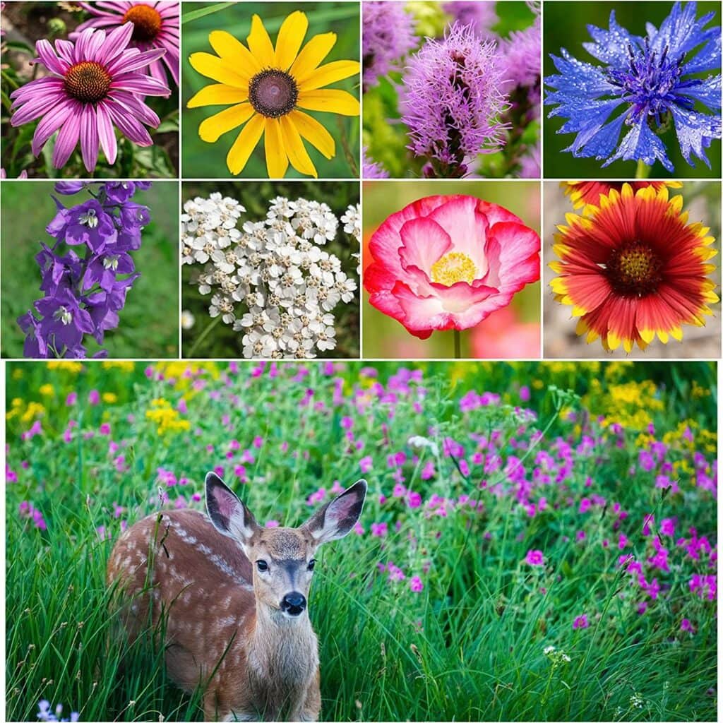 Seed Needs Bulk Deer Resistant Wildflower Seeds