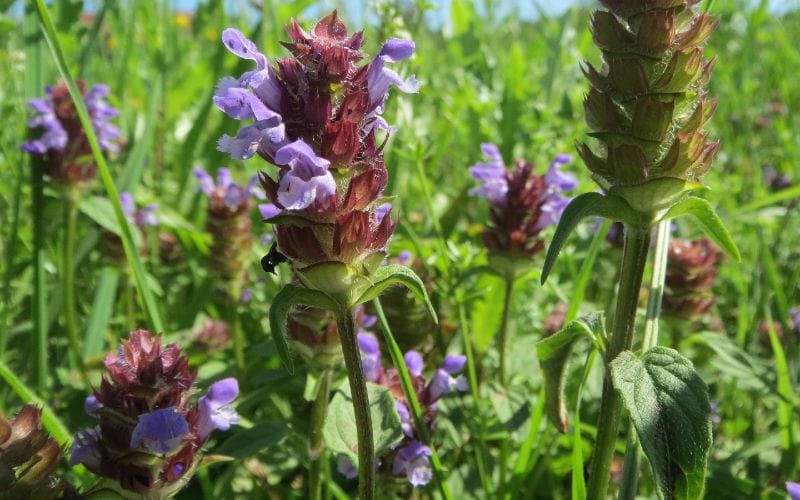 Self-Heal (Prunella vulgaris)
