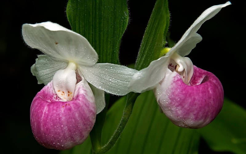 Showy Lady’s Slipper (Cypripedium reginae Walter)