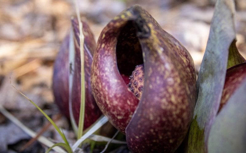 Skunk Cabbage (Symplocarpus foetidus)