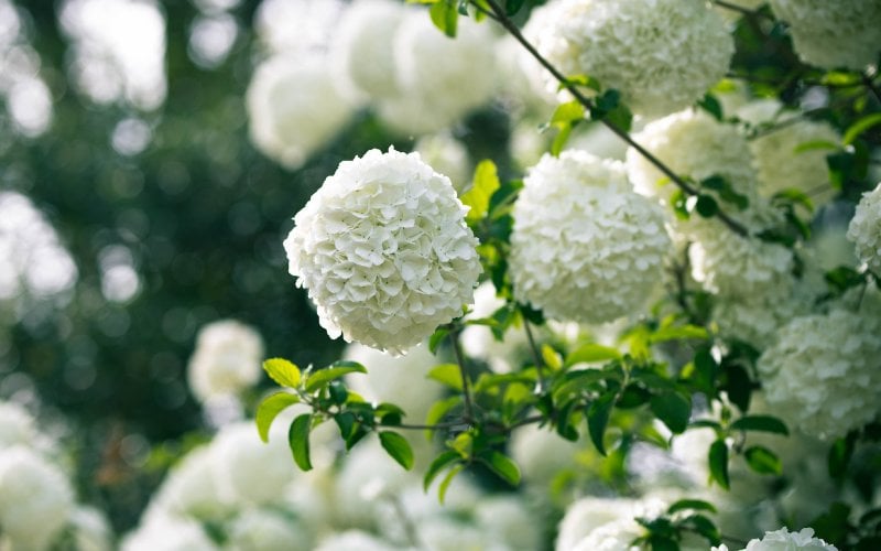 Snowball bush Viburnum shrub