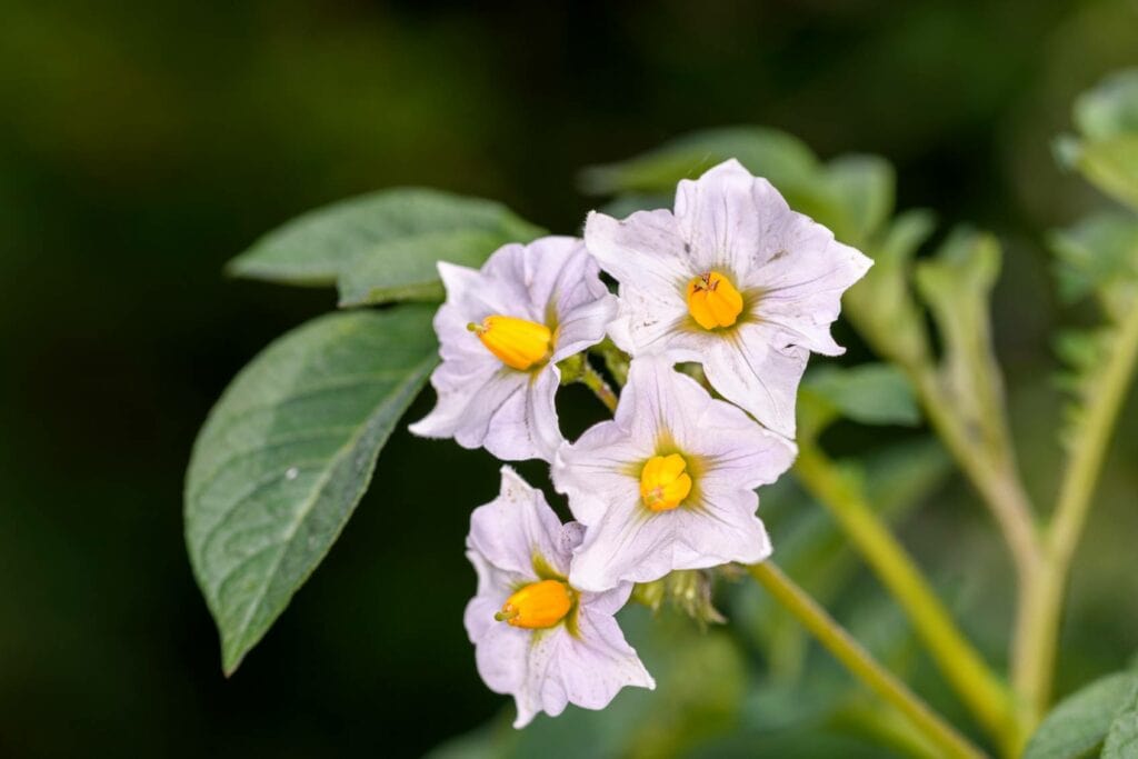 Nightshade (Solanaceae)