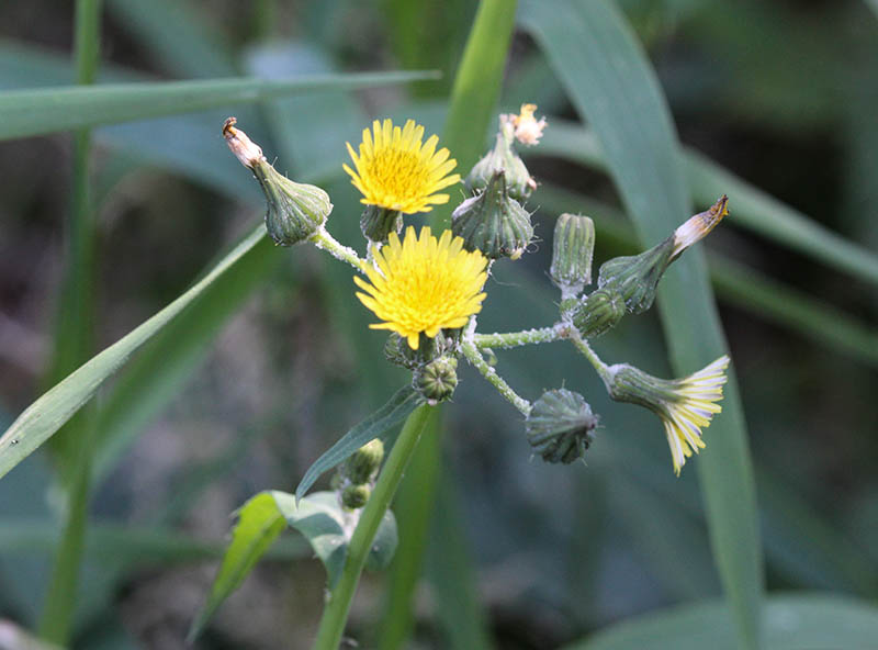 Sonchus asper Spiny Sow Thistle