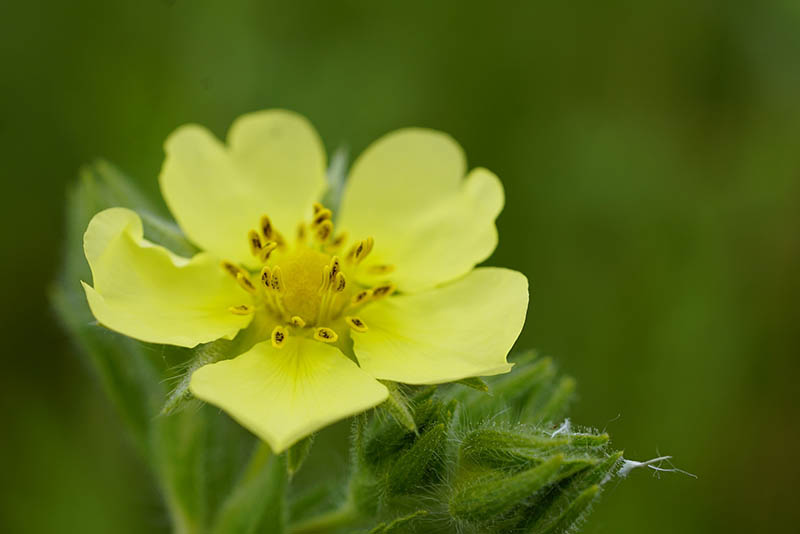 Sulphur Cinquefoil
