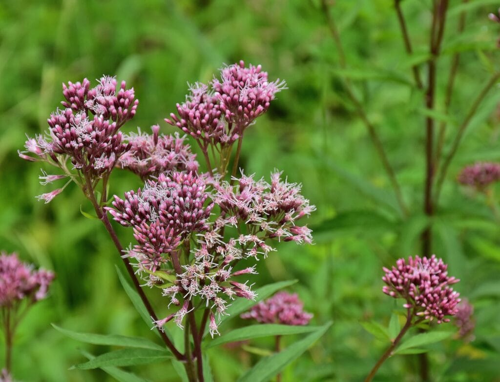 Sweet Joe Pye Weed