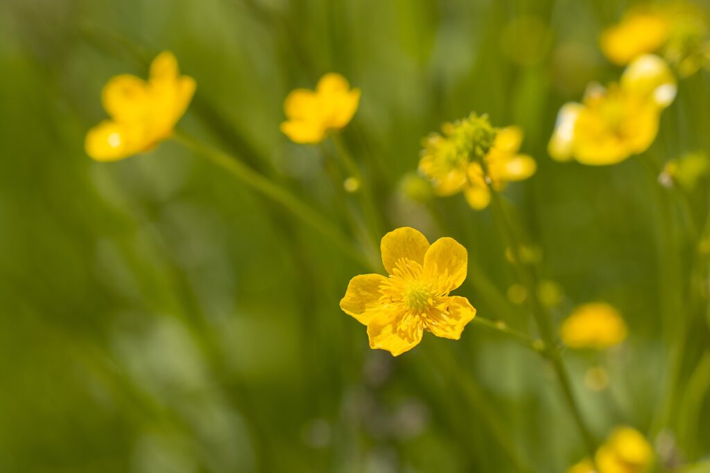 Tall Buttercup