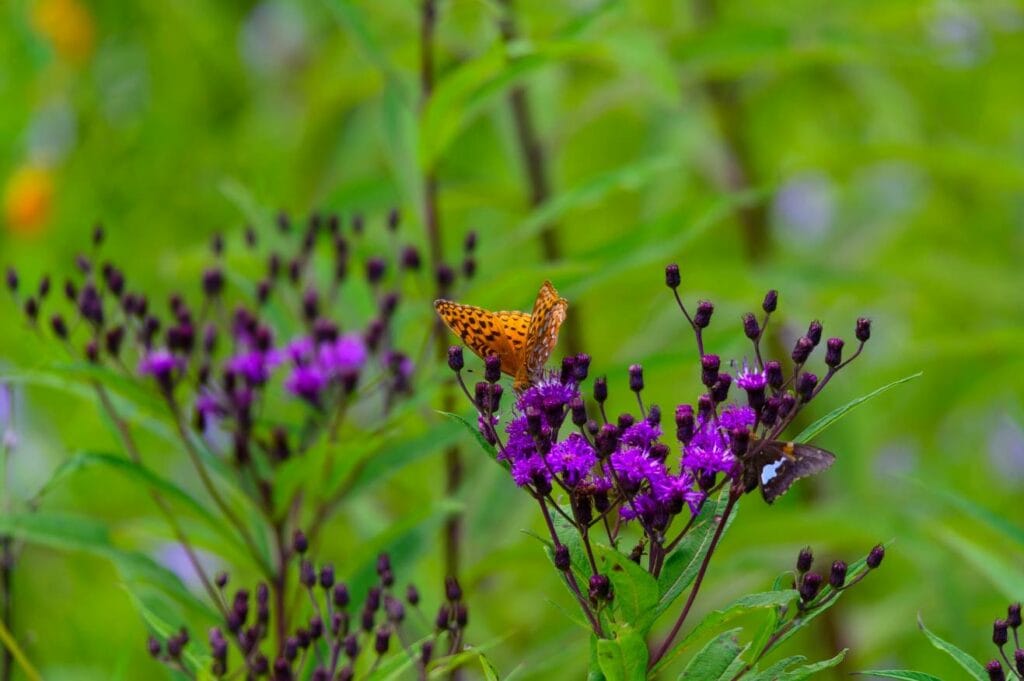 Tall Ironweed