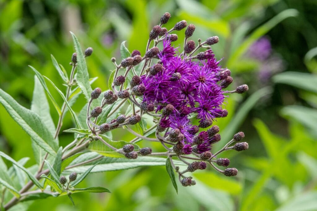Tall Ironweed