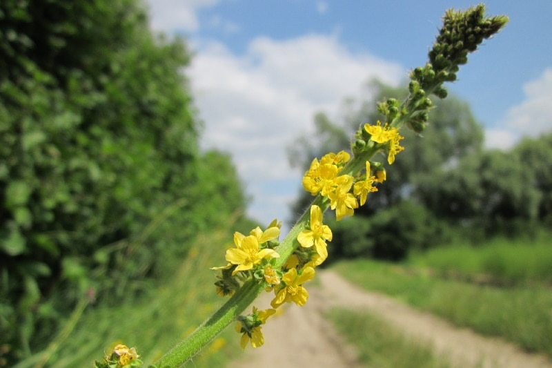 Tall hairy agrimony growing by the road