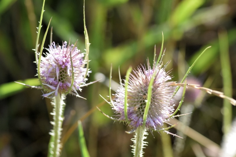 Teasel plant in the garden