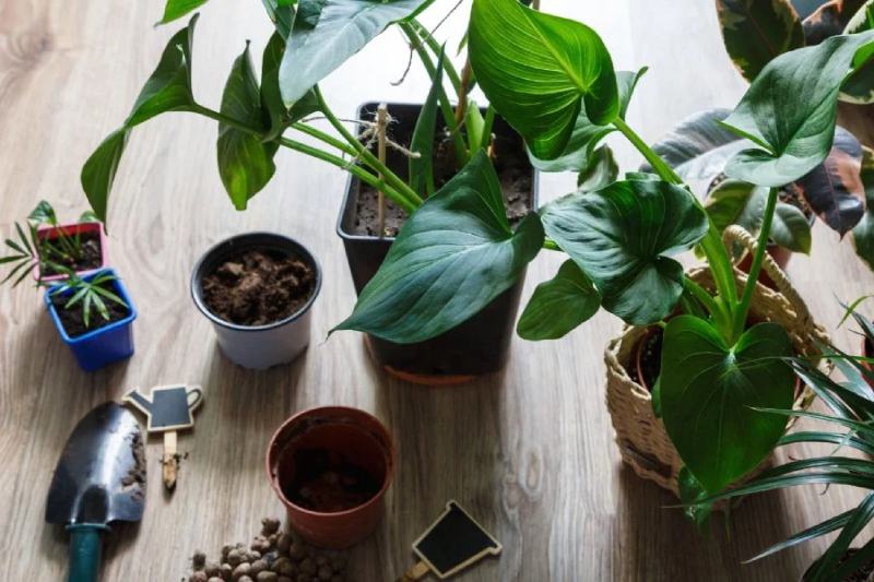 The Best Potting Soil For Indoor Plants – Complete Guide