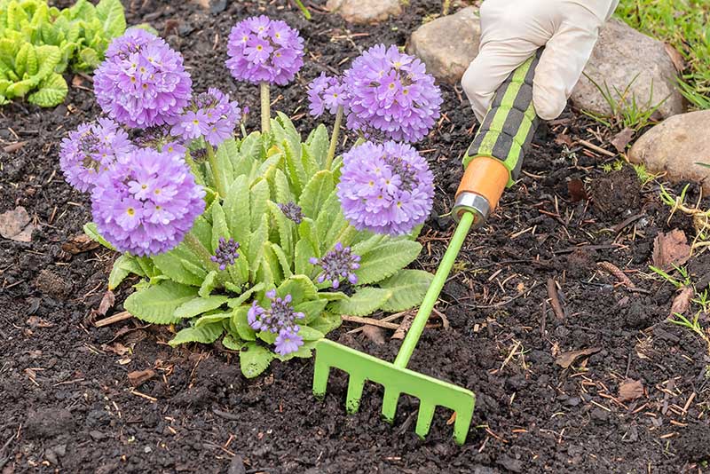 The hand of a gardener with small garden rakes loosens the ground around a spring blooming lilac primrose