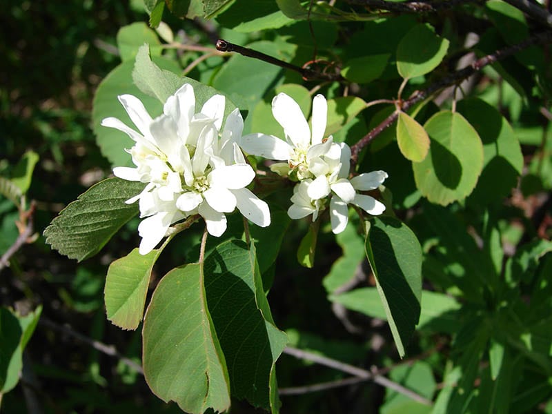 Utah Serviceberry