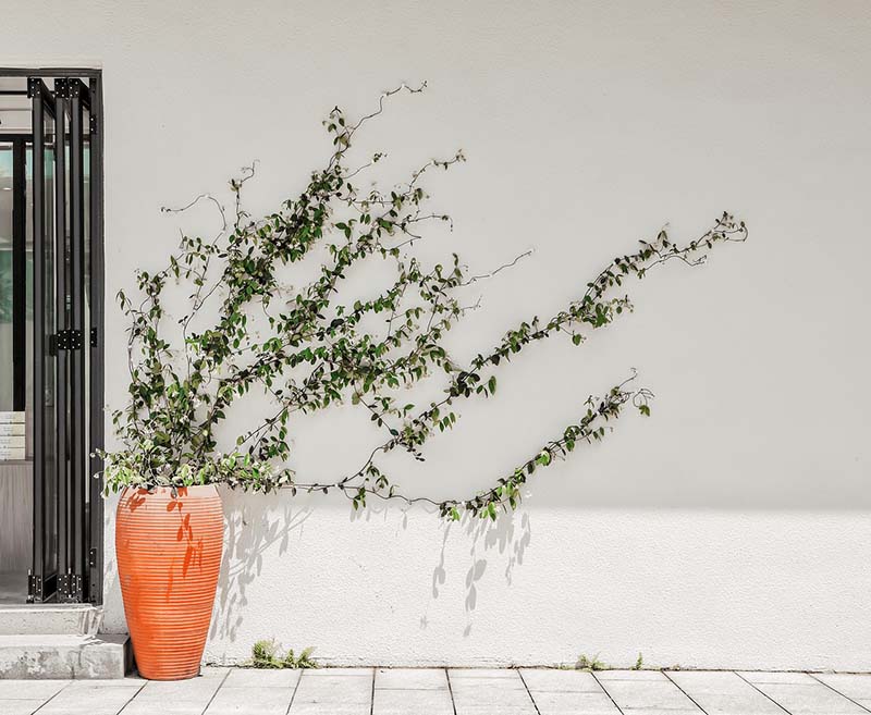 Vine plant