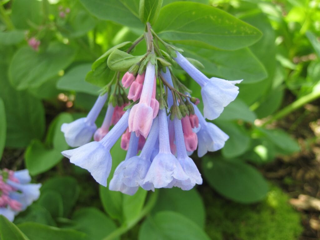 Virginia Bluebells (Mertensia virginica)