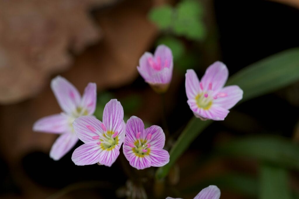 Virginia Spring Beauty