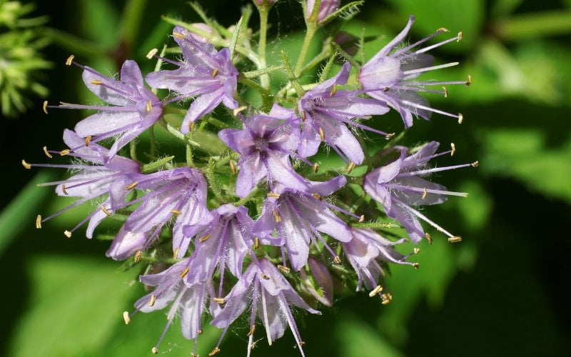 Virginia Waterleaf (Hydrophyllum virginianum)