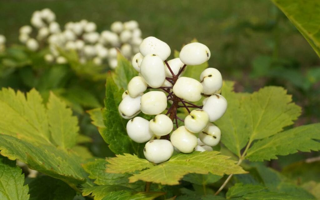 White Baneberry