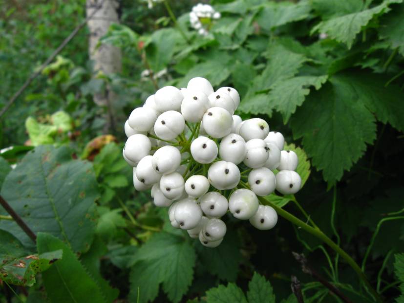 White Baneberry