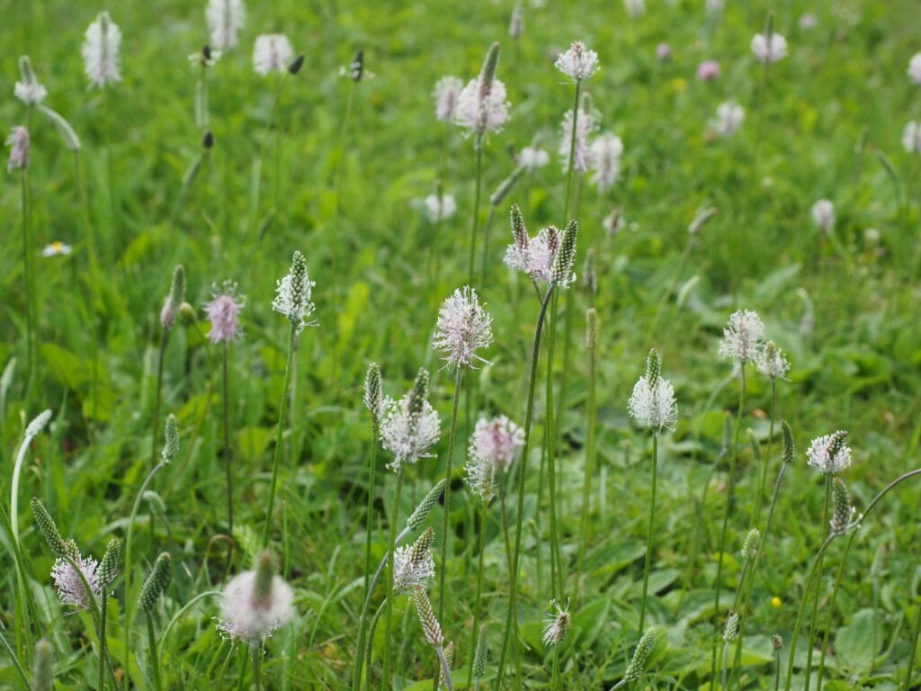 White Prairie Clover