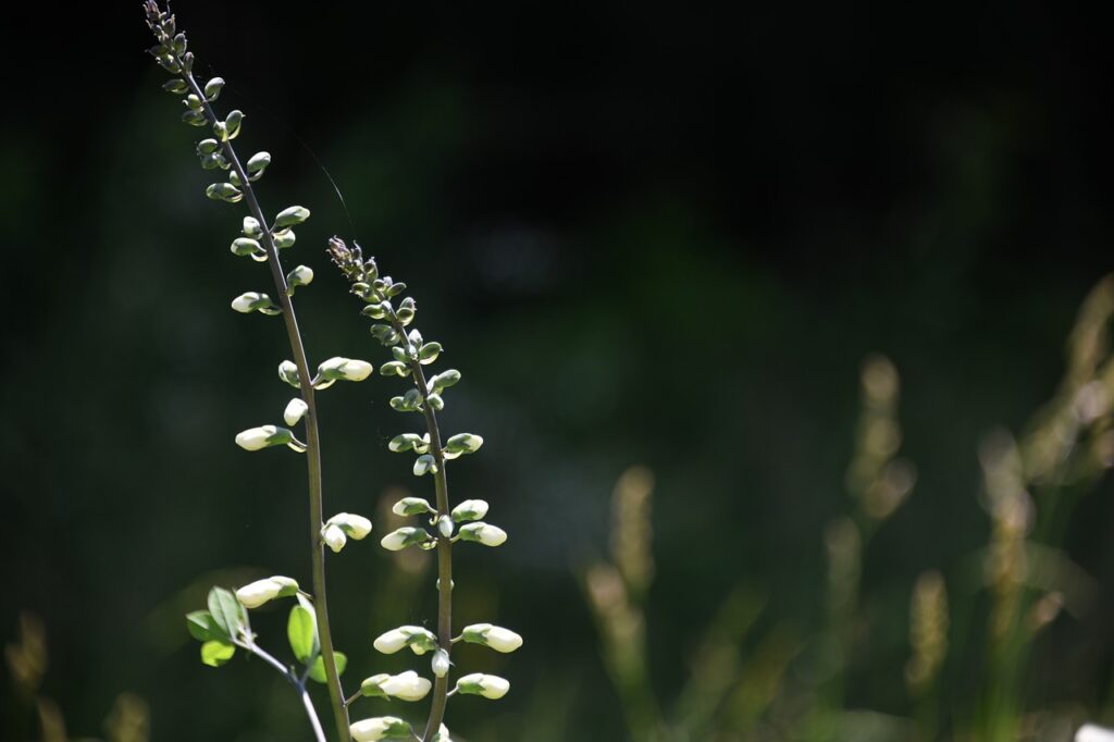 White Wild Indigo