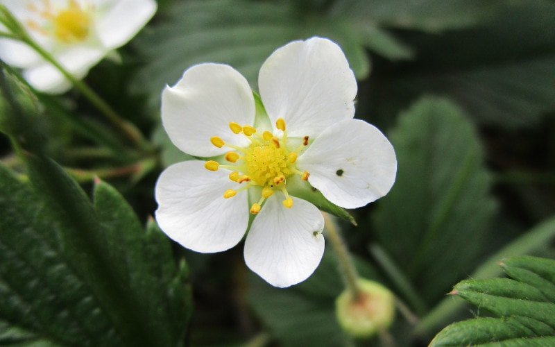 Wild Strawberry (Fragaria virginiana)