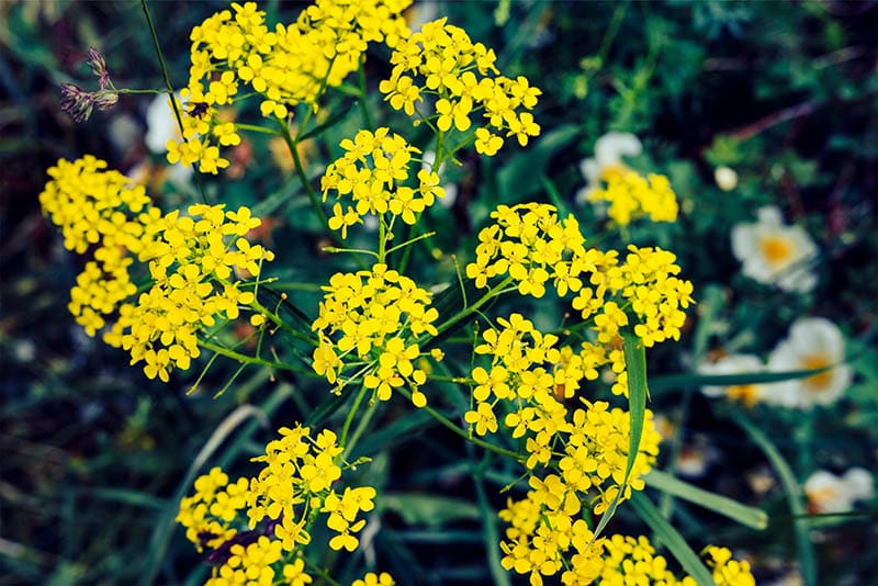 Wintercress Barbarea Vulgaris