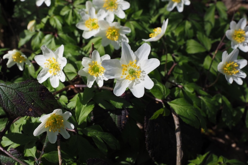 Wood anemone growing in the garden