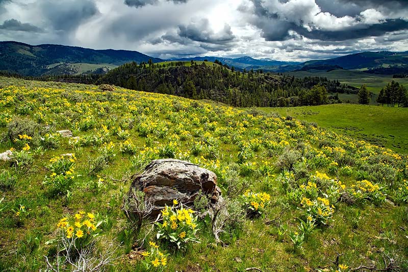 Wyoming Yellow stone national park
