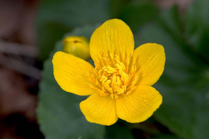 Yellow Marsh Marigold