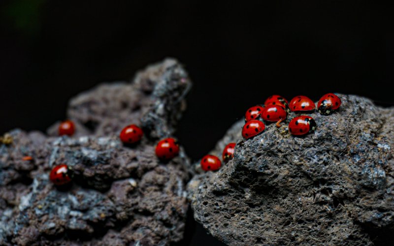 a group of ladybugs on a rock