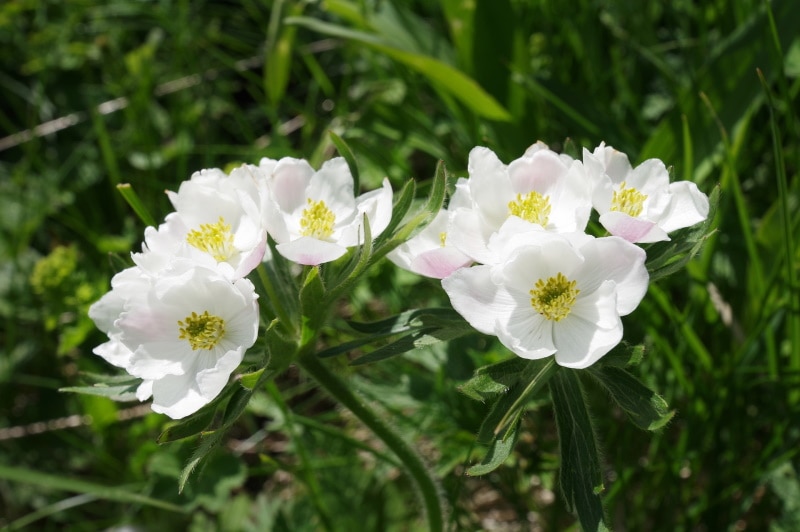 alpine anemone flower