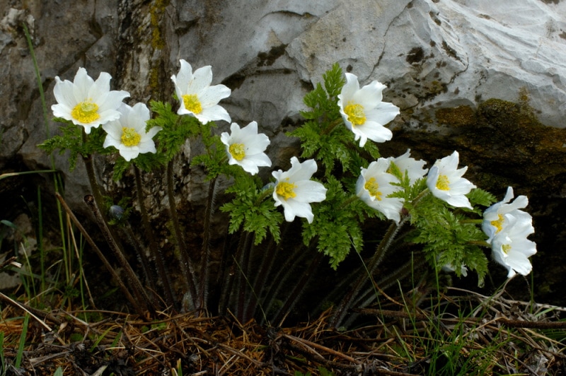 alpine anemone flowers