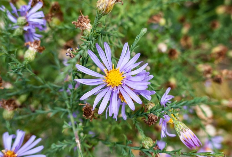 aromatic aster flower