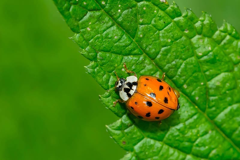 Asian Beetle on a green leaf