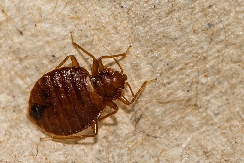 bedbugs