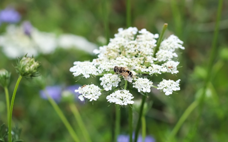 bee on Queen Anne's Lace (Daucus carota)