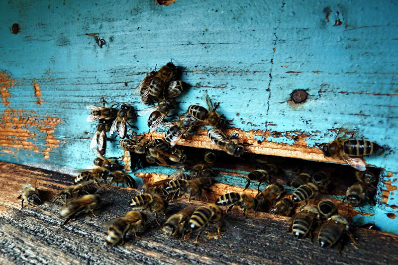 bees entering a wood house