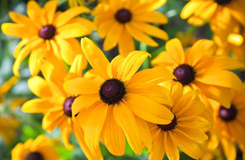 Black eyed susan flower