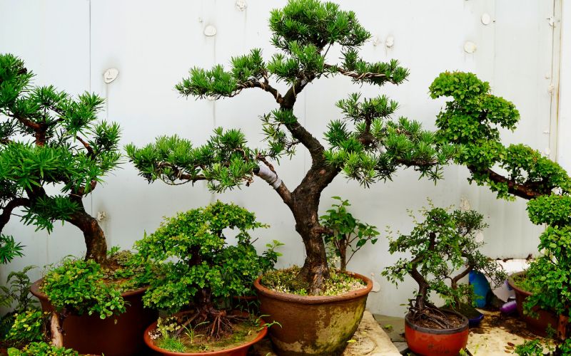 bonsai trees in pots