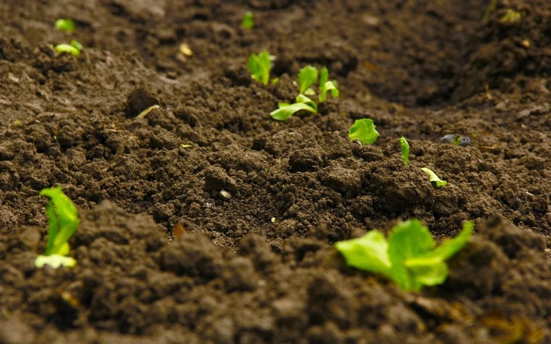budding leaves of plants growing in soil