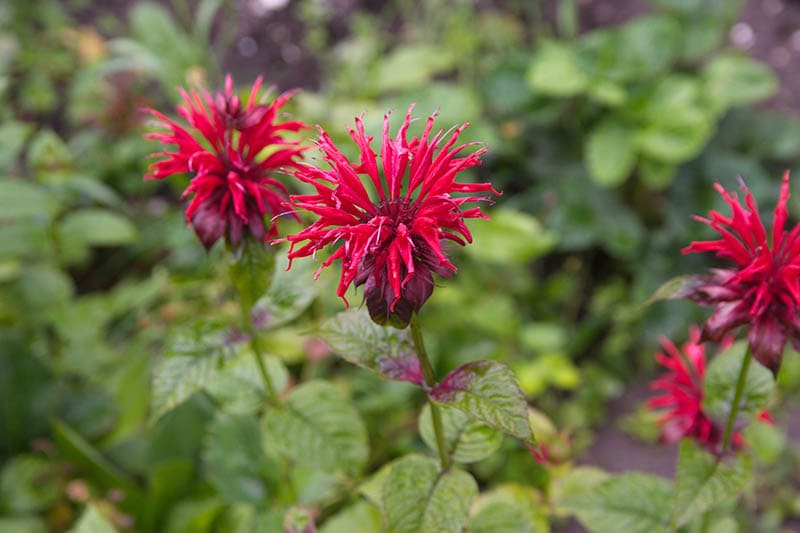 Chrisom beebalm flower