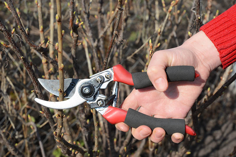 close up gardener using bypass pruners