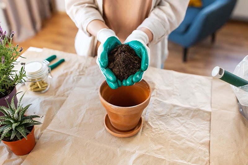close up of woman in gloves pouring soil to flower pot at home