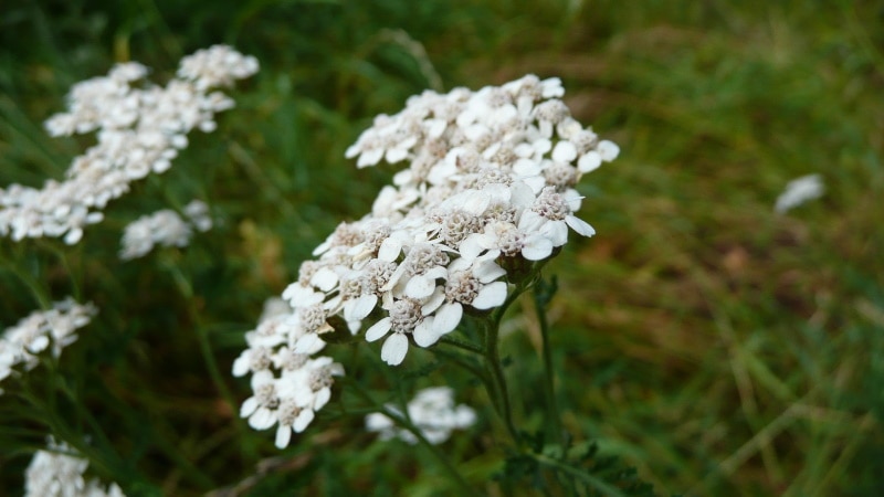 common Yarrow (Achillea millefolium) flower