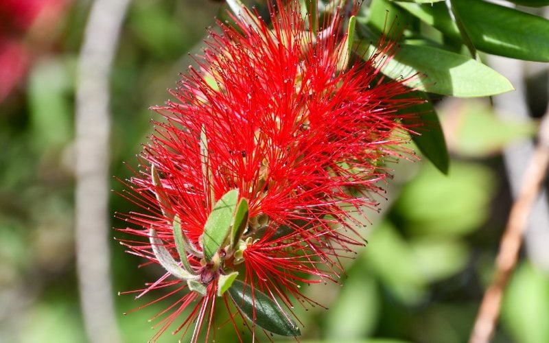 crimson Bottlebrush Shrub flower