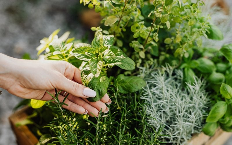 different herbs in a pot