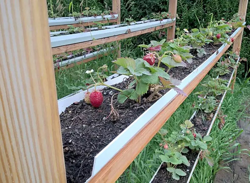 diy fencepost strawberries
