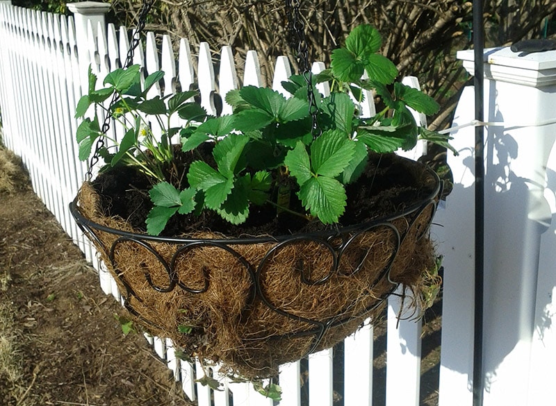 diy hanging strawberry planter