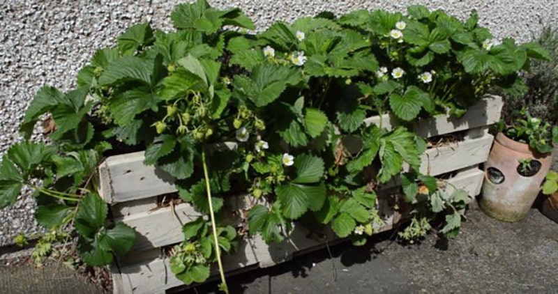 diy strawberry planter